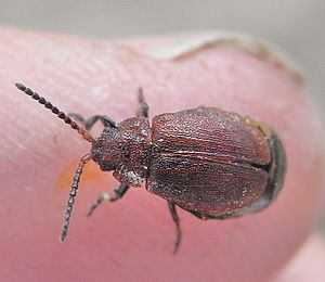 Weißdornblattkäfer auf Fingerspitze