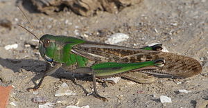 Europäische Wanderheuschrecke (Locusta migratoria), grüne Form