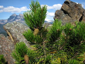 Küsten-Kiefer (Pinus contorta subsp. latifolia) mit Zapfen.