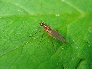 Lonchoptera lutea