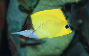 Longnose Butterflyfish - Forcipiger flavissimus.jpg