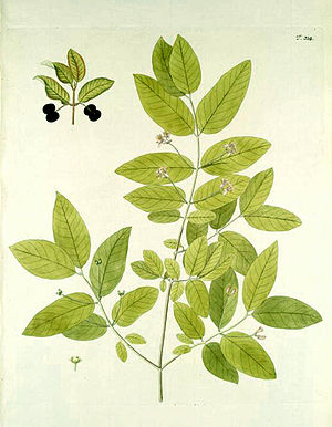 Schwarze Heckenkirsche (Lonicera nigra), Illustration.
