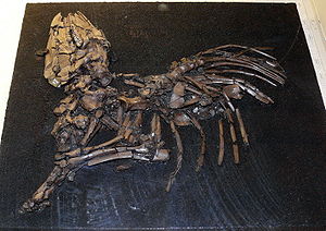Skelett von Lophiodon im Geiseltalmuseum in Halle.