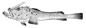 Seeteufel (Lophius piscatorius)