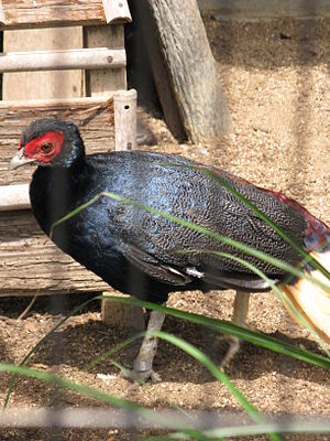 Hahn des Gelbschwanzfasans