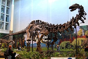 Skelettrekonstruktion von Apatosaurus im Carnegie Museum in Pittsburgh.