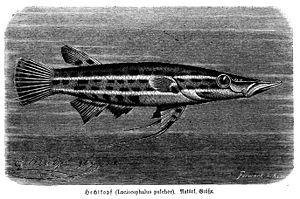 Hechtkopf (Luciocephalus pulcher) aus Brehms Tierleben. 8. Band. 3. Auflage. 1892.