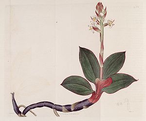 Darstellung von Ludisia discolor, aus der Erstbeschreibung im „Botanical register“ von 1818