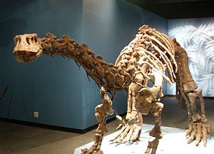 Skelettrekonstruktion von Lufengosaurus magnus im Naturhistorischen Museum Peking