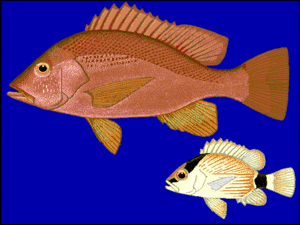 Malabar-Schnapper (Lutjanus malabaricus), rechts unten ein Jungfisch, oben ein adulter Fisch.