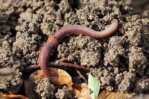 Der Rote Waldregenwurm (Lumbricus rubellus) findet sich in humusreichen Böden