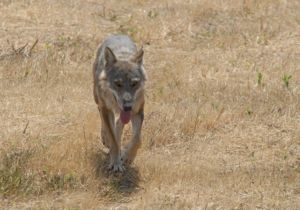 Italienischer Wolf (Canis lupus italicus)
