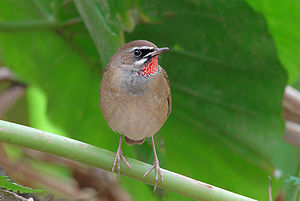 Männliches Rubinkehlchen (Luscinia calliope)