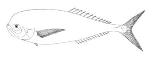 Dianafisch (Luvarus imperialis)