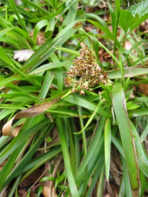 Wald-Hainsimse (Luzula sylvatica)