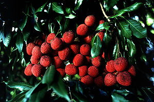 Litschibaum (Litchi chinensis), Früchte