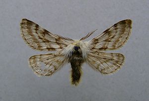 Alpenspanner (Lycia alpina), Männchen