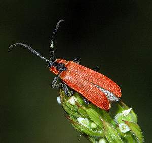 Rüssel-Rotdeckenkäfer (Lygistopterus sanguineus)