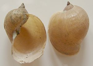 Ohrschlammschnecke (Radix auricularia)