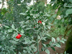 Stechender Mäusedorn (Ruscus aculeatus)