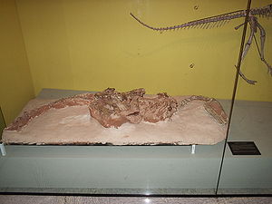 Fossiles Skelett von Guaibasaurus