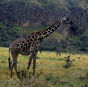 Maasai-Giraffe in Hell's Gate National Park, Kenia