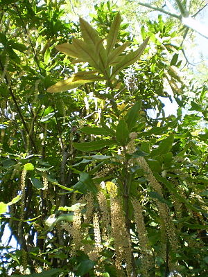 Macadamia tetraphylla branch & flower1.JPG