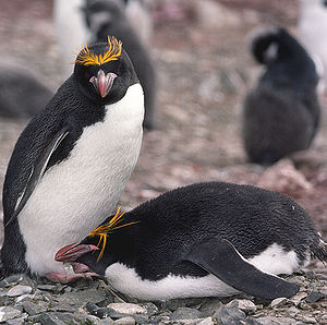 Goldschopfpinguine (Eudyptes chrysolophus)