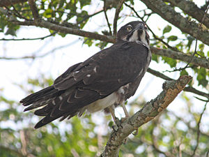 Fledermausaar in Cape Vidal, Nordnatal