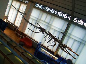 Fossil von Machimosaurus im Teylers Museum, Haarlem.