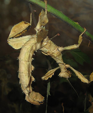 Australische Gespenstschrecke (Extatosoma tiaratum), Weibchen