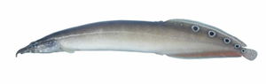 Pfauen-Stachelaal (Macrognathus siamenis)