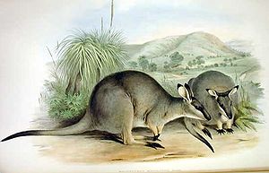 Westliches Irmawallaby, Zeichnung von John Gould
