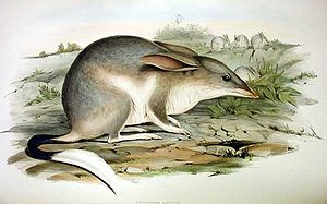 Großer Kaninchennasenbeutler (Macrotis lagotis), Zeichnung von John Gould