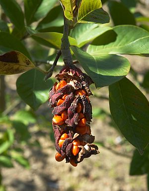 Magnolia cylindrica, reife, aufgeplatzte Balgfrüchte mit reifen Samen