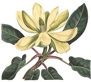 Berg-Magnolie (Magnolia fraseri), Illustration aus Curtis’s botanical magazine