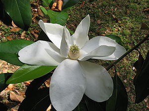 Immergrüne Magnolie (Magnolia grandiflora), Blüte.