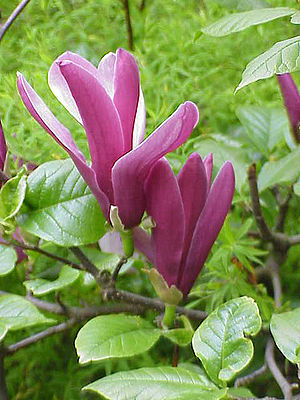 Blüten und Blätter der Purpur-Magnolie (Magnolia liliiflora)
