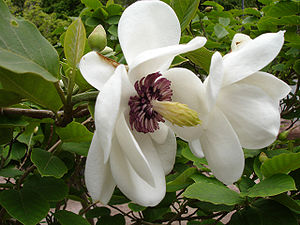 Magnolia sieboldii var. sieboldii, schraubig angeordnete Blütenorgane in Vielzahl.
