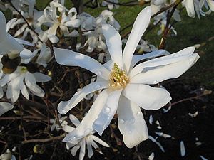 Blüten der Stern-Magnolie (Magnolia stellata)