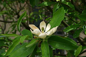 Sumpf-Magnolie (Magnolia virginiana)