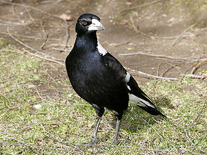 Flötenvogel (Gymnorhina tibicen)