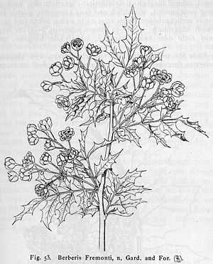 Zeichnung von Fremonts Mahonie (Mahonia fremontii)