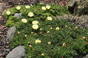 Maihuenia poeppigiiin Blüte im Botanischen Garten Dresden