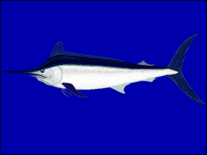 Schwarzer Marlin (Makaira indica)