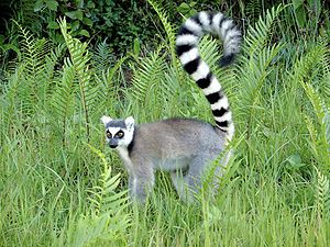 Katta (Lemur catta)