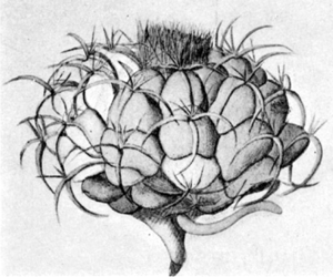 Discocactus heptacanthusAbbildung aus der Erstbeschreibung von 1898