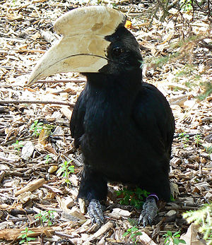 Männlicher Malaien-Hornvogel im Londoner Zoo
