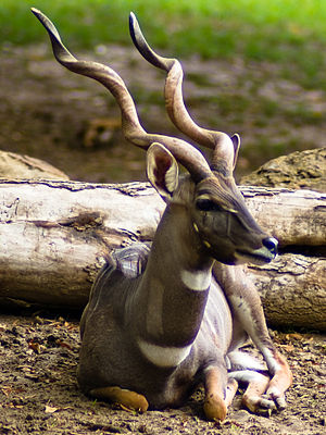 Männlicher Kleiner Kudu