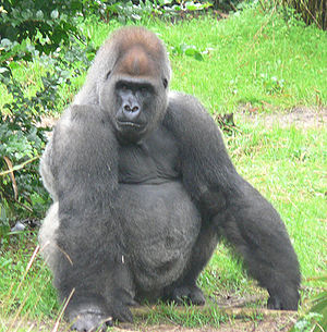 Männlicher Westlicher Gorilla (Gorilla gorilla)